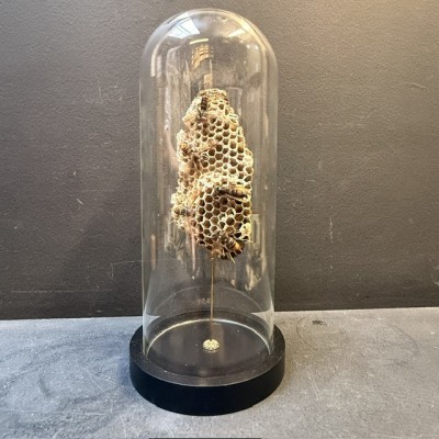 Frelons asiatiques sur nid de guêpes Polistes sous cloche