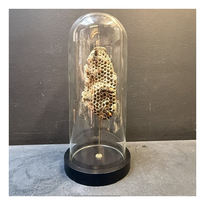 Asian hornets (Vespa velutina) on poliste wasps' nests under glass