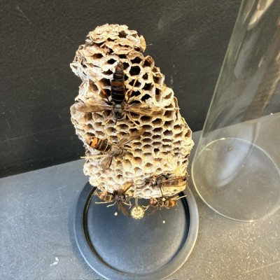 Frelons asiatiques sur nid de guêpes Polistes sous cloche