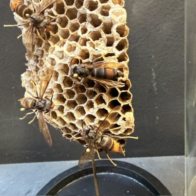 Asian hornets (Vespa velutina) on poliste wasps' nests under glass