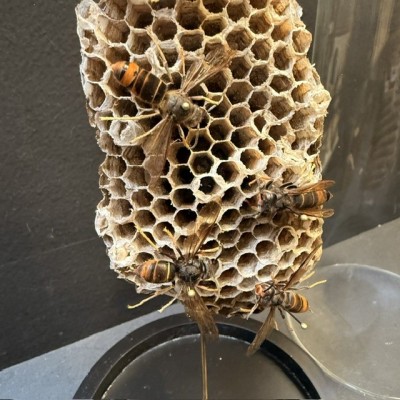 Asian hornets (Vespa velutina) on poliste wasps' nests under glass