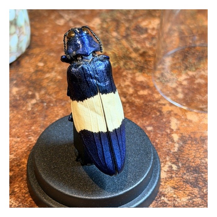 Chrysochroa castelnaudi - Scarabée -Coléoptère sous mini globe plastique
