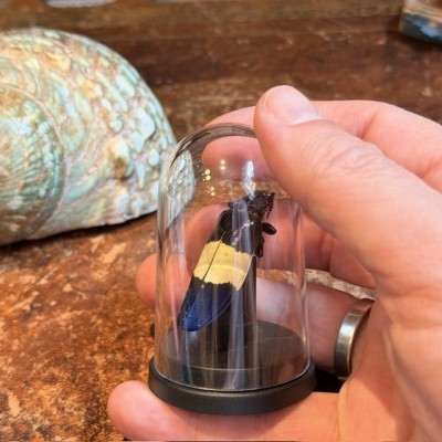 Chrysochroa castelnaudi - Beetle under mini plastic globe