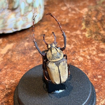 Dicronocephalus wallichi - Scarabée -Coléoptère sous mini globe plastique