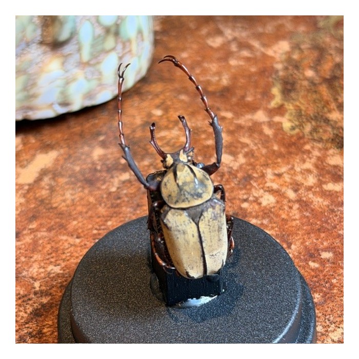 Dicronocephalus wallichi - Beetle under mini plastic globe