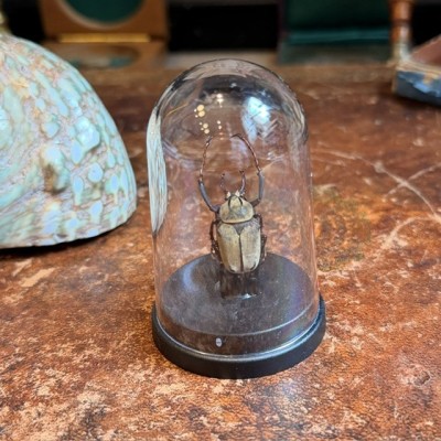 Dicronocephalus wallichi - Beetle under mini plastic globe