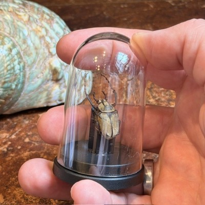 Dicronocephalus wallichi - Beetle under mini plastic globe
