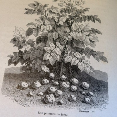 La Botanique d'Andrée par E. Carpentier - Vers 1880