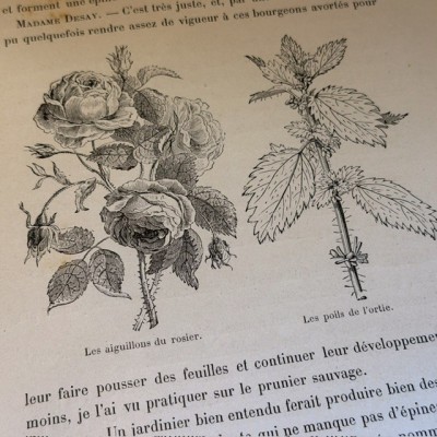 La Botanique d'Andrée par E. Carpentier - Vers 1880