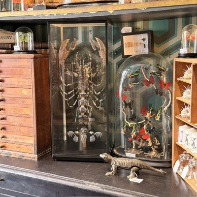 Homard européen - Eclaté à la Beauchêne sous vitrine de verre