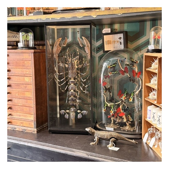 European lobster - Beauchêne explosion style under glass