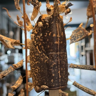 European lobster - Beauchêne explosion style under glass