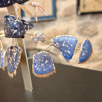 European lobster - Beauchêne explosion style under glass