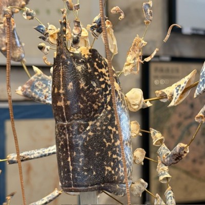 Homard européen - Eclaté à la Beauchêne sous vitrine de verre