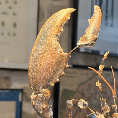 Homard européen - Eclaté à la Beauchêne sous vitrine de verre