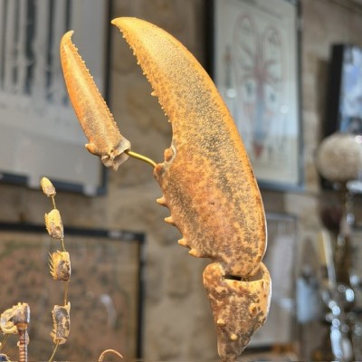 European lobster - Beauchêne explosion style under glass