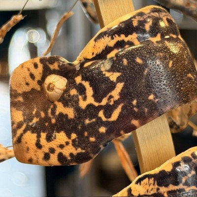 European lobster - Beauchêne explosion style under glass