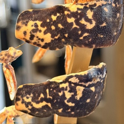 European lobster - Beauchêne explosion style under glass