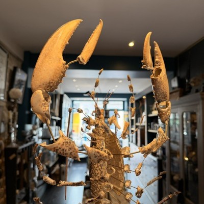 Homard européen - Eclaté à la Beauchêne sous vitrine de verre