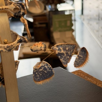 European lobster - Beauchêne explosion style under glass