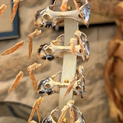 European lobster - Beauchêne explosion style under glass