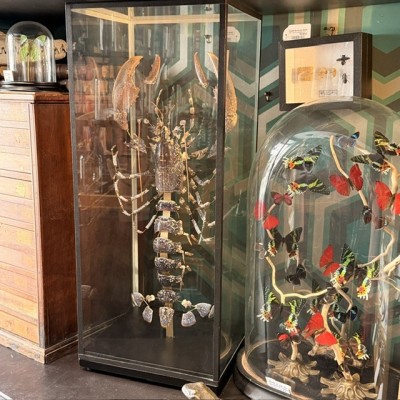 European lobster - Beauchêne explosion style under glass