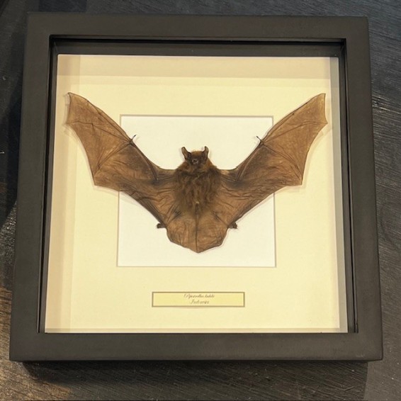 Chauve-souris - Rhinolophus lepidus sous cadre