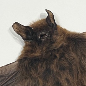 Chauve-souris - Rhinolophus lepidus sous cadre