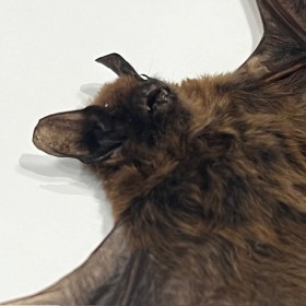 Rhinolophus lepidus