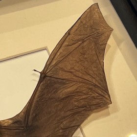 Chauve-souris - Rhinolophus lepidus sous cadre