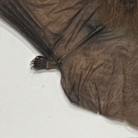 Rhinolophus lepidus