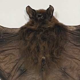 Chauve-souris - Rhinolophus lepidus sous cadre