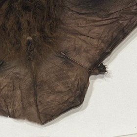 Chauve-souris - Rhinolophus lepidus sous cadre
