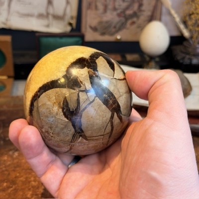 Pierre de Dragon - Septaria de Madagascar en Boule