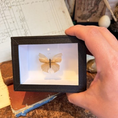 Papillon en cheveux BLOND - Travail en cheveux à la manière du XIXème siècle
