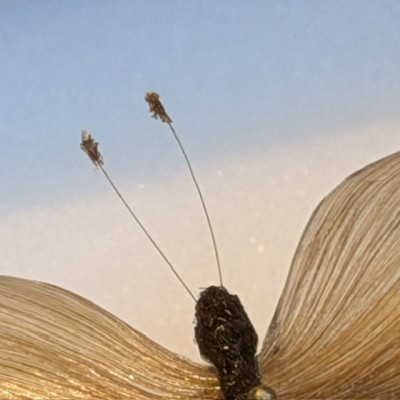 Butterfly in BLOND hair - Hair work in the style of the 19th century