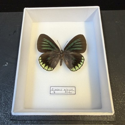 Entomological box - Eumaeus minyas butterfly