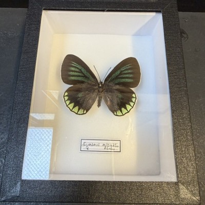 Papillon Eumaeus minyas - Boite entomologique