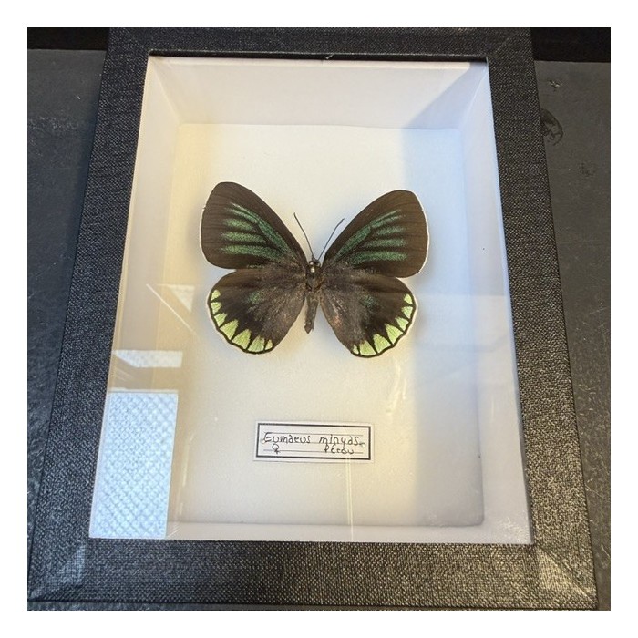 Entomological box - Eumaeus minyas butterfly