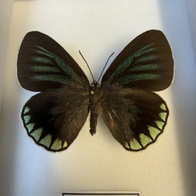 Entomological box - Eumaeus minyas butterfly