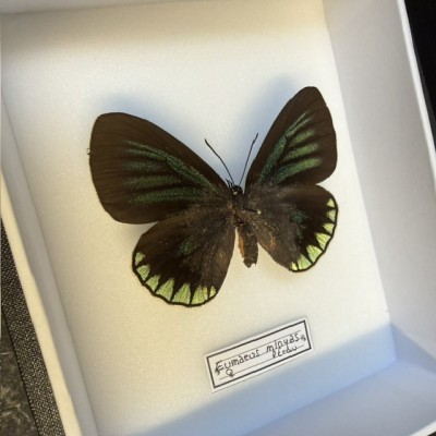 Entomological box - Eumaeus minyas butterfly
