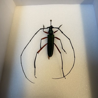 Entomological box - Scarab beetle Chloridolum itoi