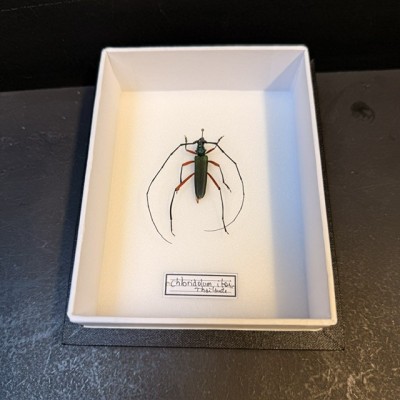 Entomological box - Scarab beetle Chloridolum itoi