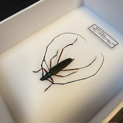 Boite entomologique - Scarabée Longicorne Chloridolum itoi