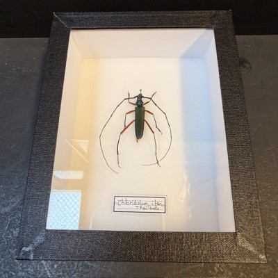 Boite entomologique - Scarabée Longicorne Chloridolum itoi