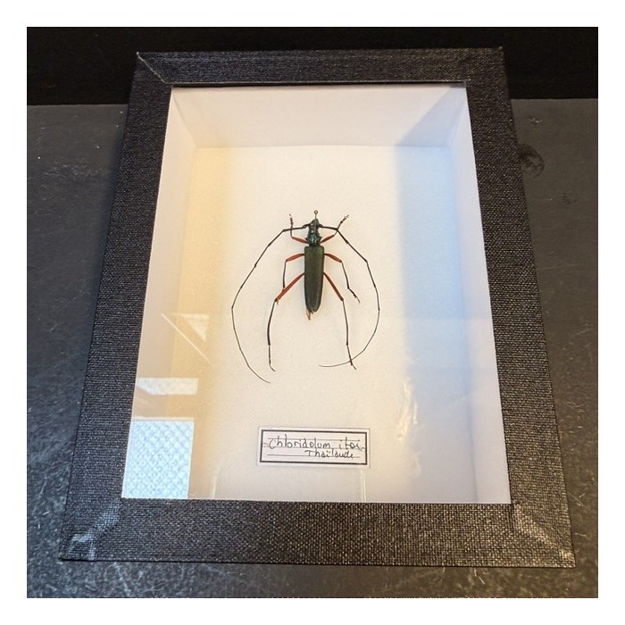 Boite entomologique - Scarabée Longicorne Chloridolum itoi