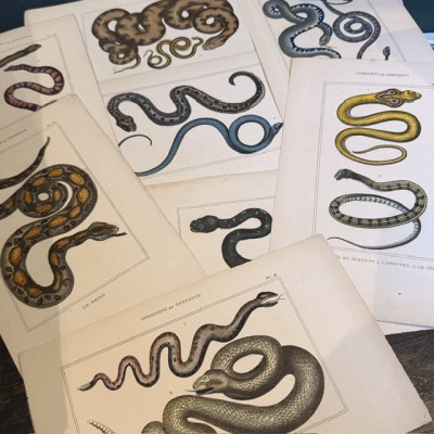 Planche Histoire Naturelle Lacépède par Duménil - Serpents - 1836