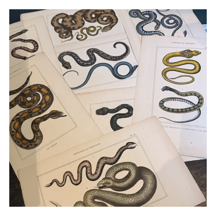 Natural History Board of Lacépède in color - Duménil publisher - Snakes - 1836