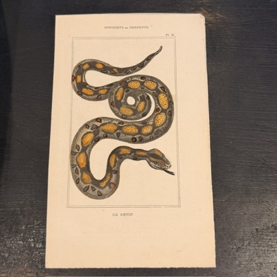 Natural History Board of Lacépède in color - Duménil publisher - Snakes - 1836