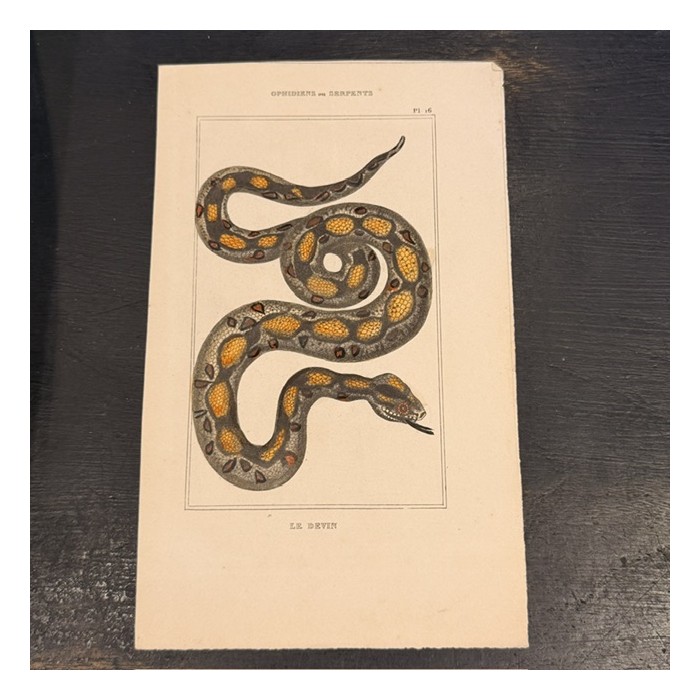 Natural History Board of Lacépède in color - Duménil publisher - Snakes - 1836